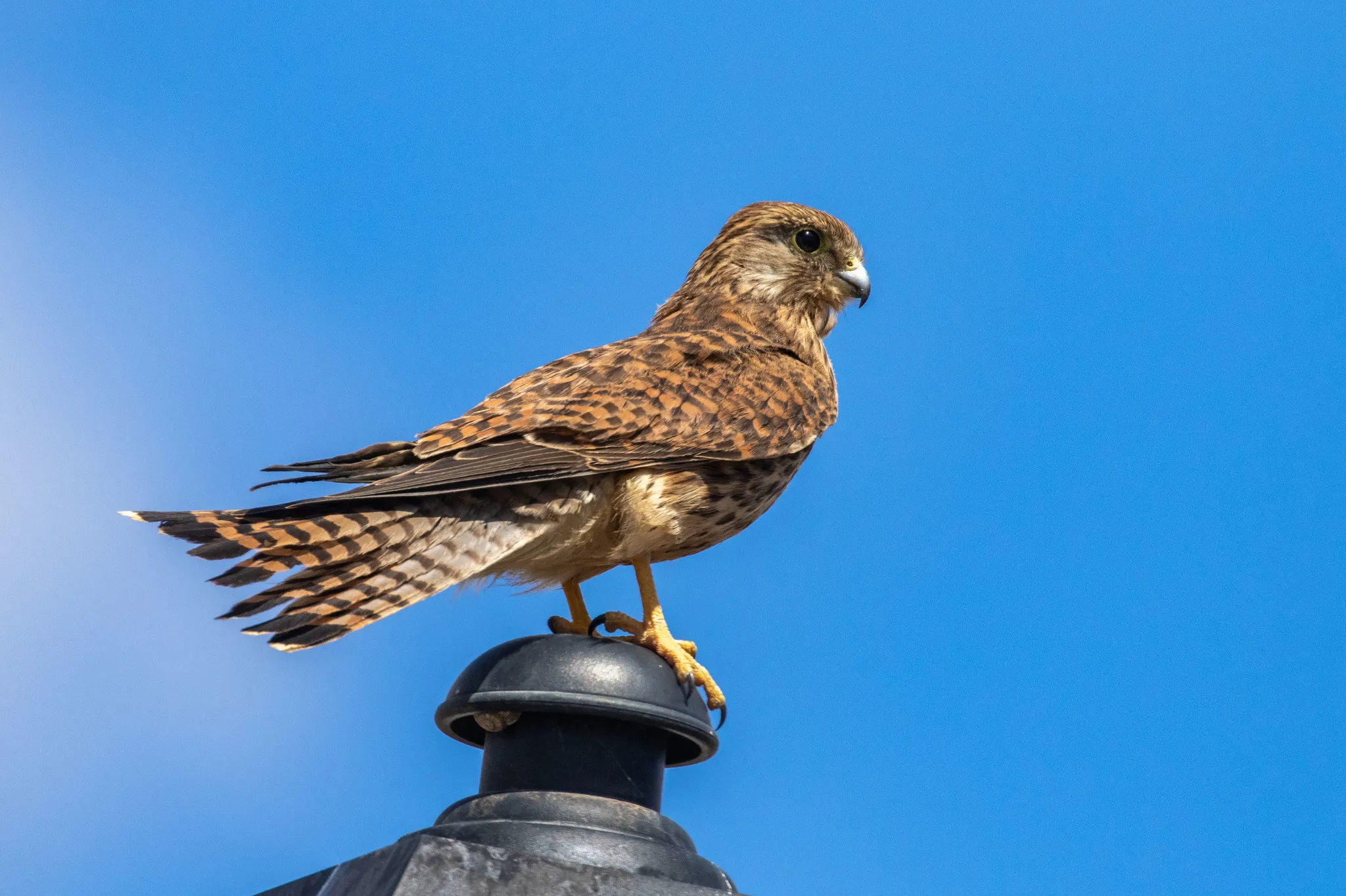 A common kestrel perched on a post against a deep blue sky, its tail fanned.